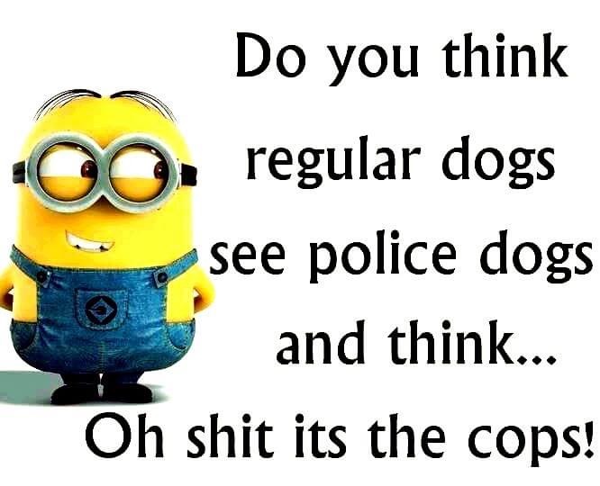 minions funny knock knock jokes - core Do you think regular dogs see police dogs and think... Oh shit its the cops!