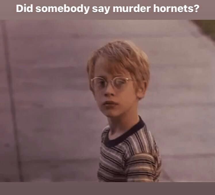 hairstyle - Did somebody say murder hornets?