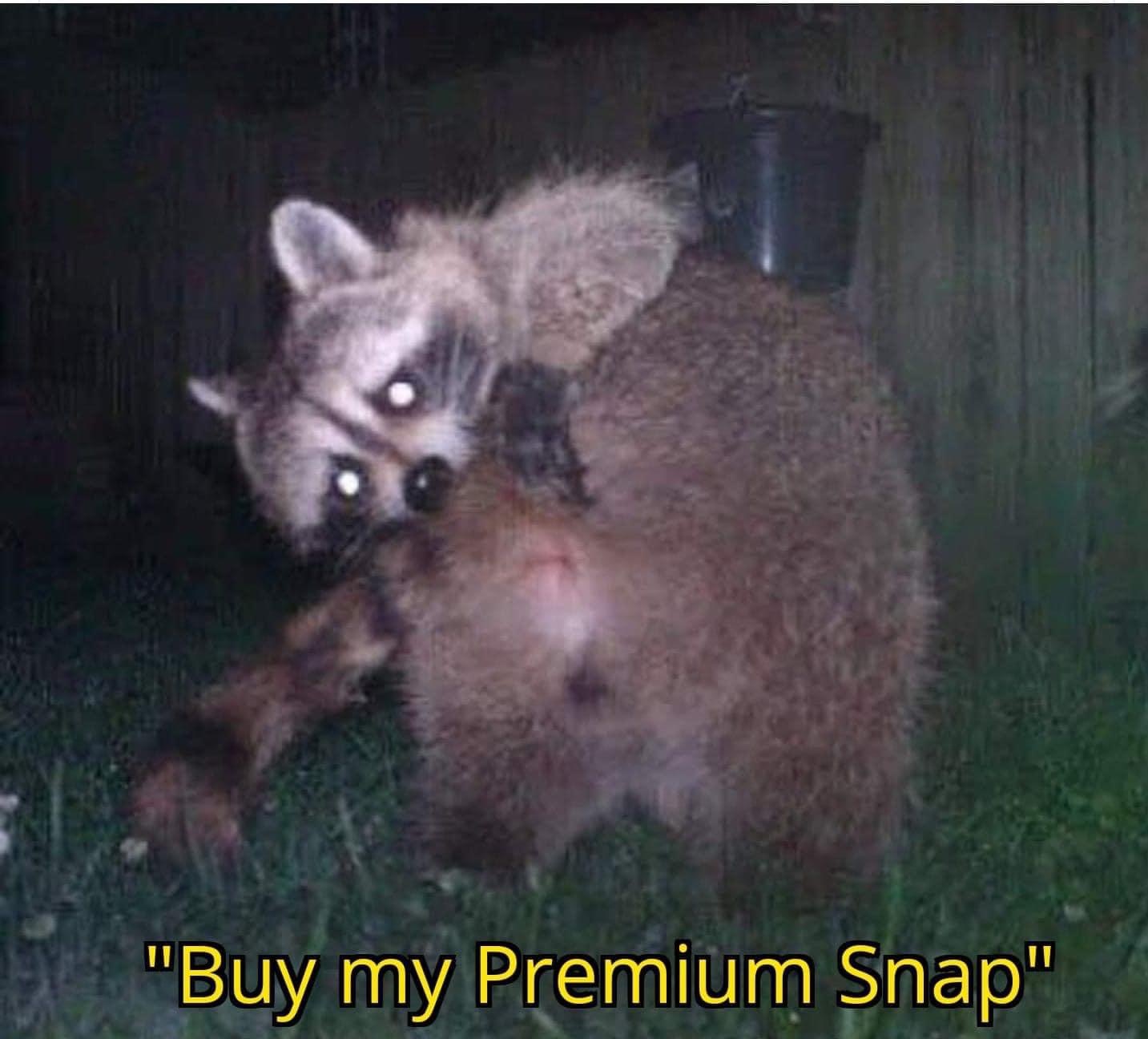 viverridae - "Buy my Premium Snap"