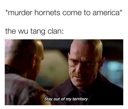 stay out of my territory - murder hornets come to america the wu tang clan Stay out of my territory