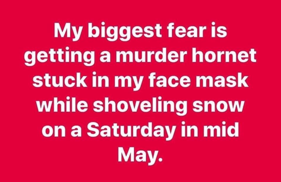 My biggest fear is getting a murder hornet stuck in my face mask while shoveling snow on a Saturday in mid May.