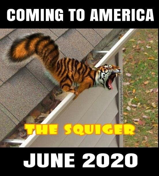 tiger squirrel - Coming To America .0 The Squiger