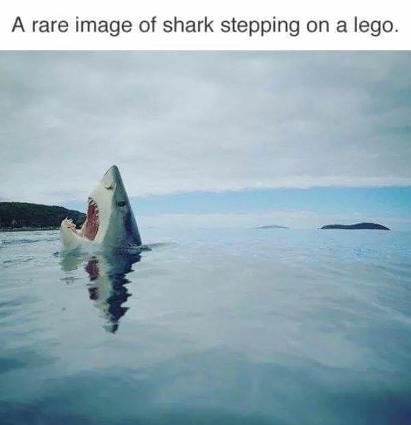 shark week meme - A rare image of shark stepping on a lego.