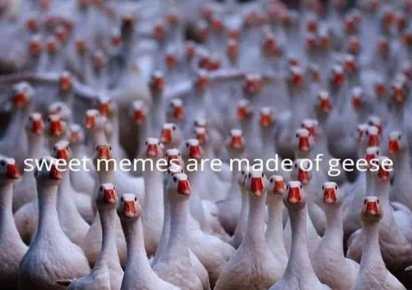 Grey Geese - sweet memes are made of geese