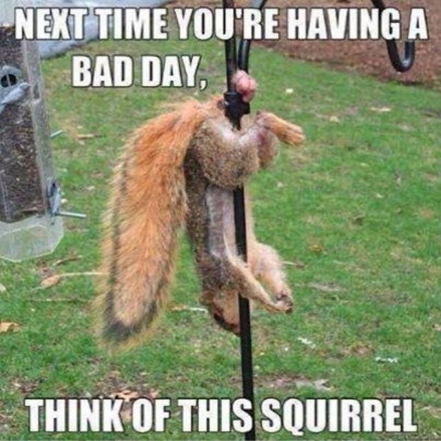 squirrel nuts funny - Next Time You'Re Having A Bad Day Think Of This Squirrel