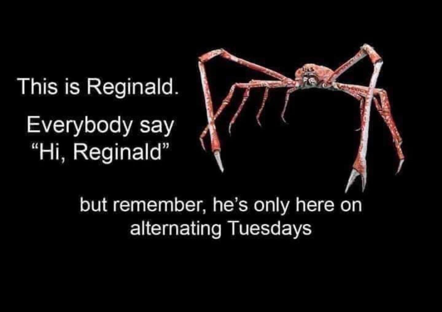 japanese spider crab animated - This is Reginald. Everybody say "Hi, Reginald" but remember, he's only here on alternating Tuesdays
