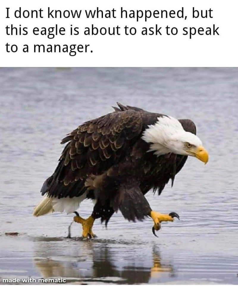 eagle walking meme - I dont know what happened, but this eagle is about to ask to speak to a manager. made with mematic