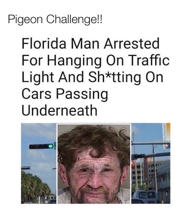 florida man articles - Pigeon Challenge!! Florida Man Arrested For Hanging On Traffic Light And Shtting On Cars Passing Underneath south