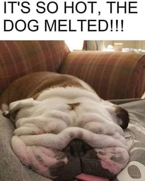 its so hot the dog melted - It'S So Hot, The Dog Melted!!!
