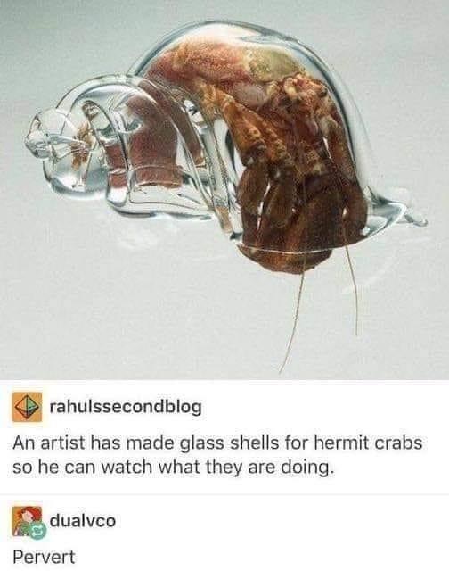 hermit crab without shell - rahulssecondblog An artist has made glass shells for hermit crabs so he can watch what they are doing. dualvco Pervert