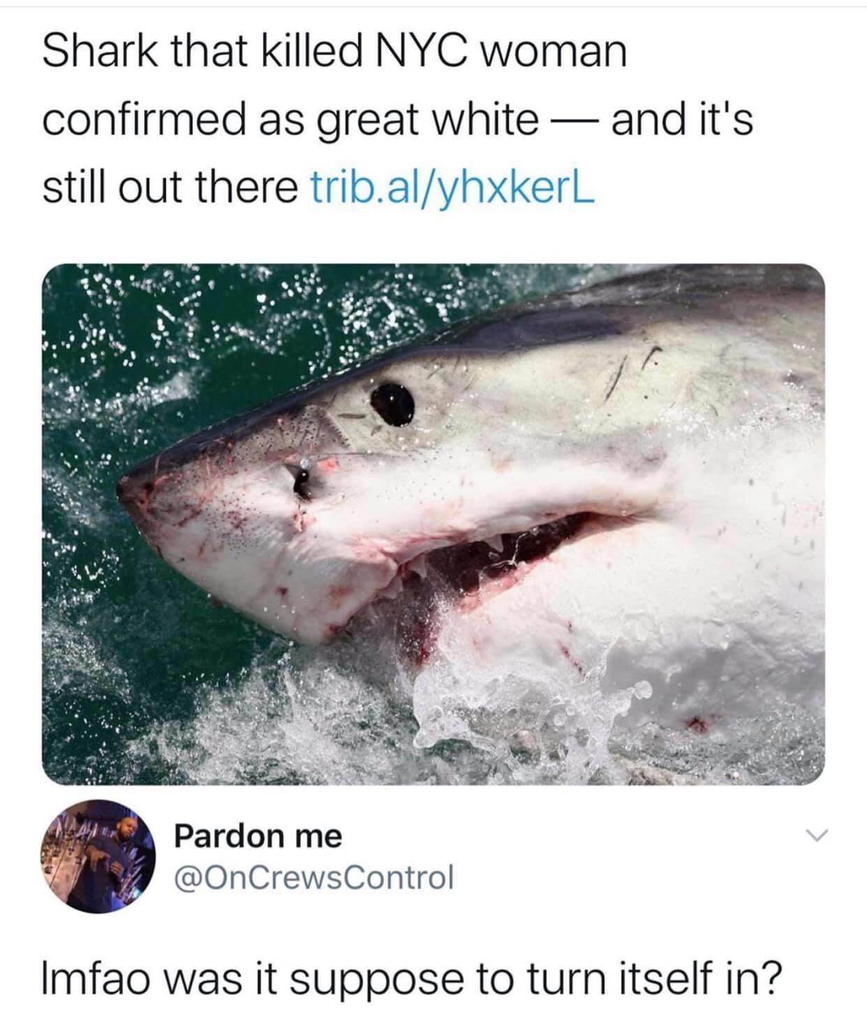 great white shark miami - Shark that killed Nyc woman confirmed as great white and it's still out there trib.alyhxkerL Pardon me Imfao was it suppose to turn itself in?