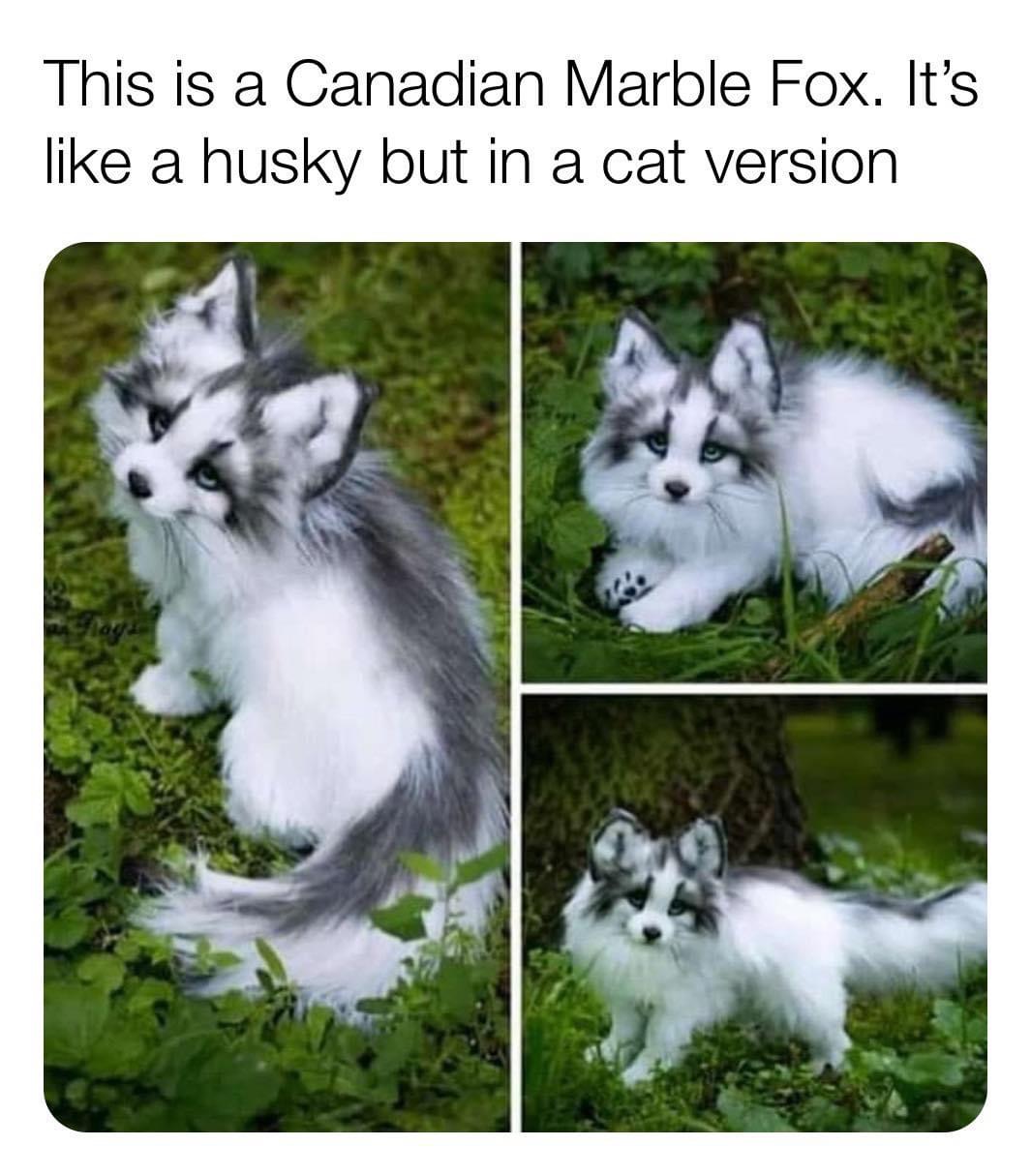 canadian marble fox - This is a Canadian Marble Fox. It's a husky but in a cat version Alloy