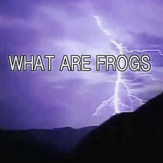 frogs meme - What Are Frogs