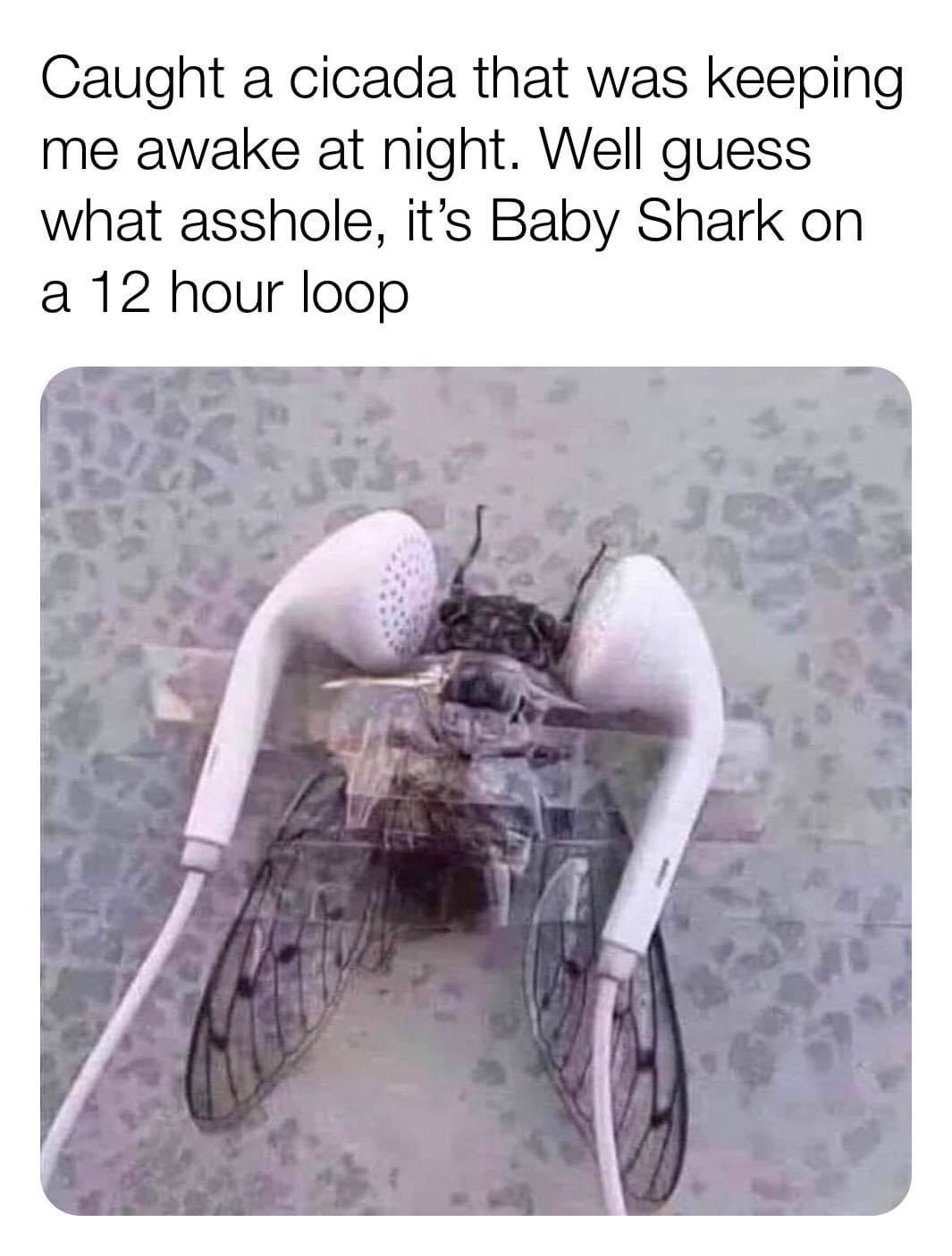 heart memes nsfw - Caught a cicada that was keeping me awake at night. Well guess what asshole, it's Baby Shark on a 12 hour loop