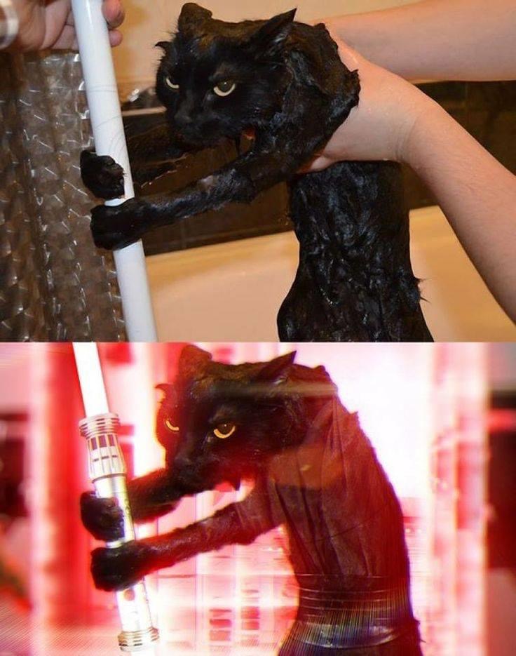 sith cat