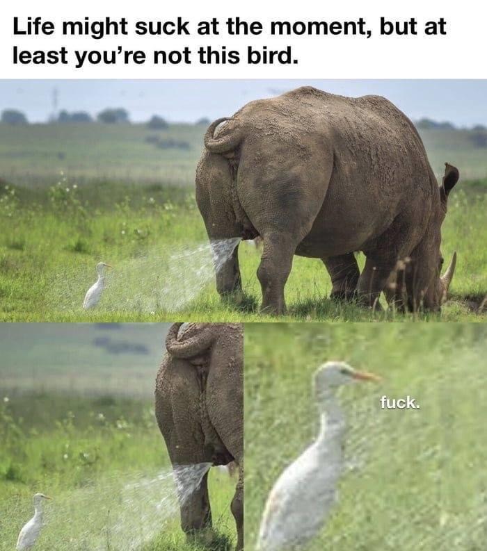 rhino bird meme - Life might suck at the moment, but at least you're not this bird. fuck.