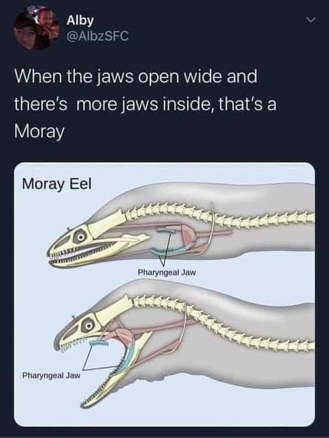 moray eel jaw meme - Alby When the jaws open wide and there's more jaws inside, that's a Moray Moray Eel Pharyngeal Jaw Pharyngeal Jaw