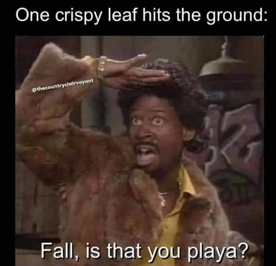 spring is that you playa - One crispy leaf hits the ground Fall, is that you playa?