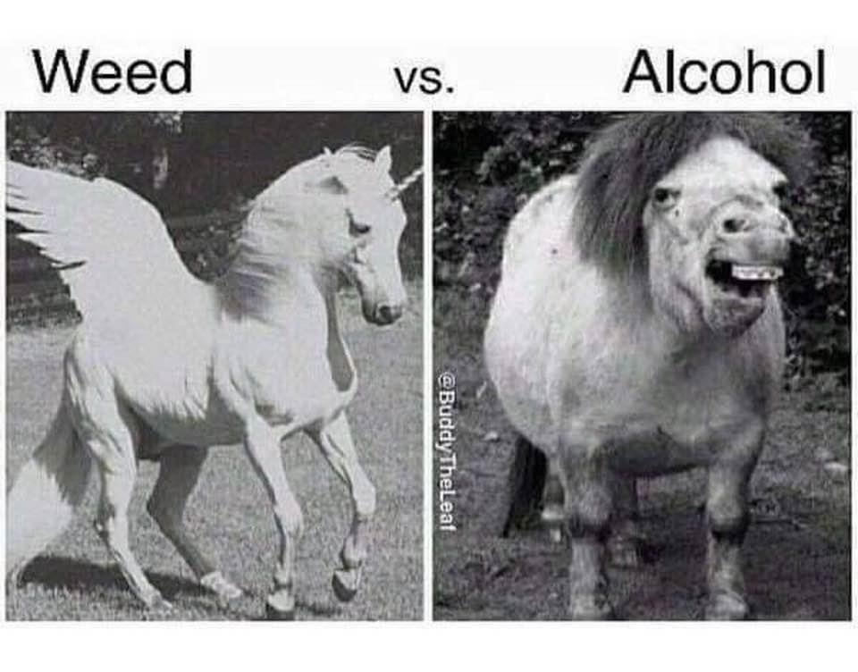 girls be like - Weed vs. Alcohol TheLeaf