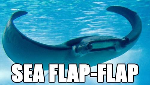 sea flap flaps - Sea FlapFlap