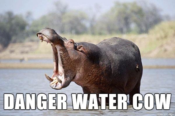 funny animal memes names - Danger Water Cow DECE0 img