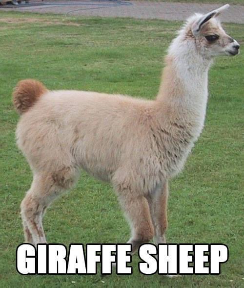 lama animal - Giraffe Sheep