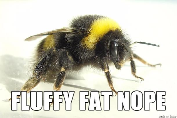 bumble bee - Fluffy Fat Nope Wo