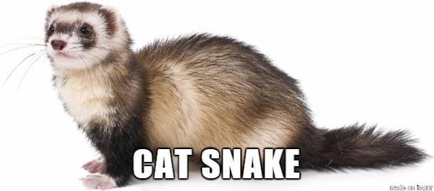 internet names animals - Cat Snake is