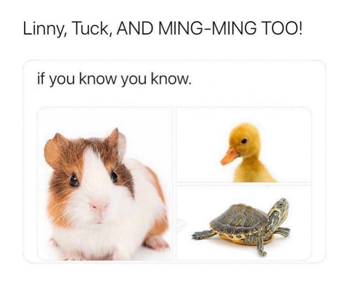 guinea pig png - Linny, Tuck, And MingMing Too! if you know you know.