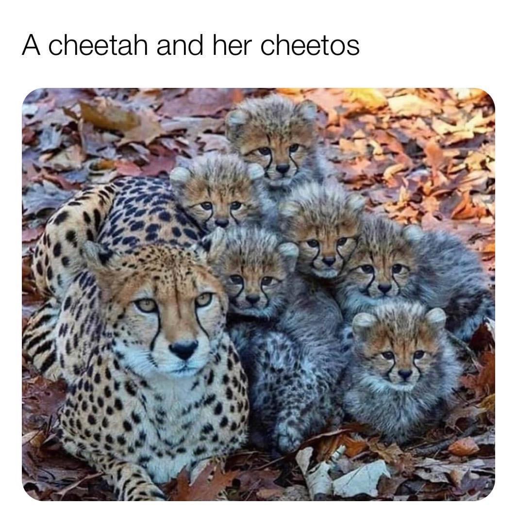 cheetah and her cheetos - A cheetah and her cheetos