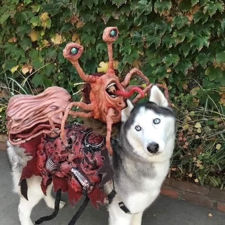 dog costume from john carpenters the thing