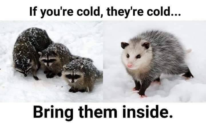 if youre cold theyre cold raccoon - If you're cold, they're cold... Bring them inside.