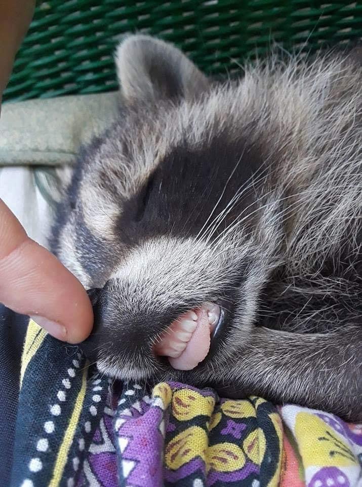 raccoon with human teeth