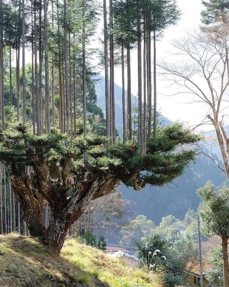 daisugi tree