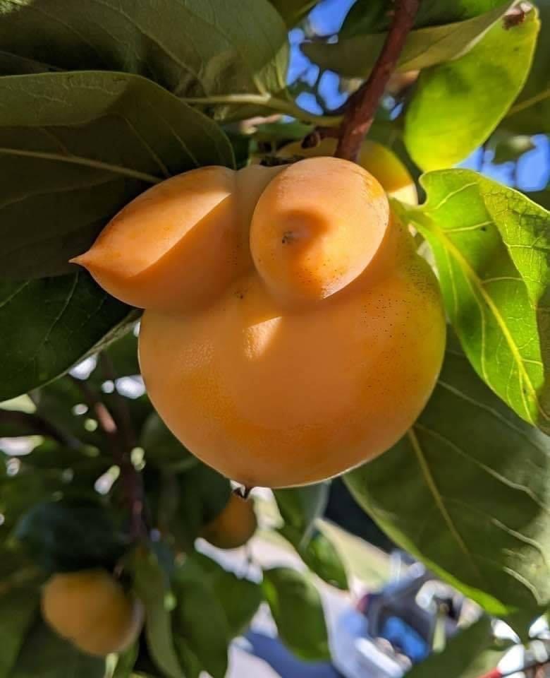 persimmon