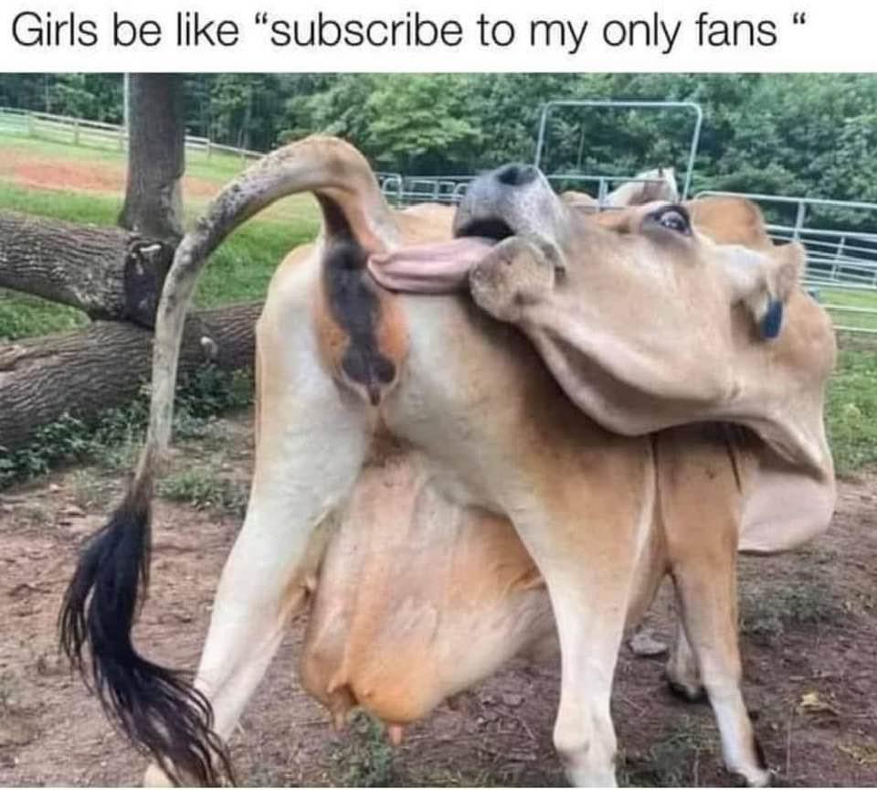 cow licking butt - Girls be "subscribe to my only fans