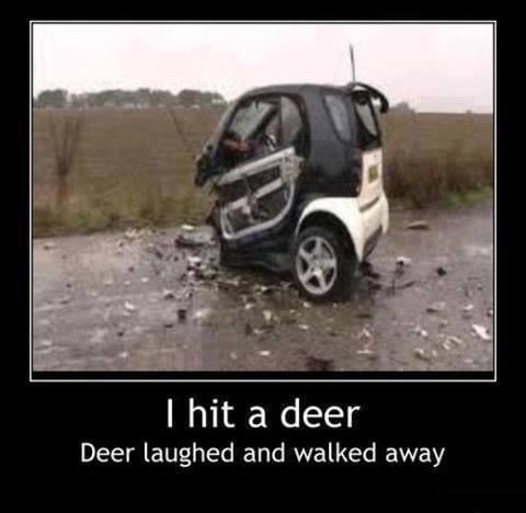 funny car quotes - I hit a deer Deer laughed and walked away