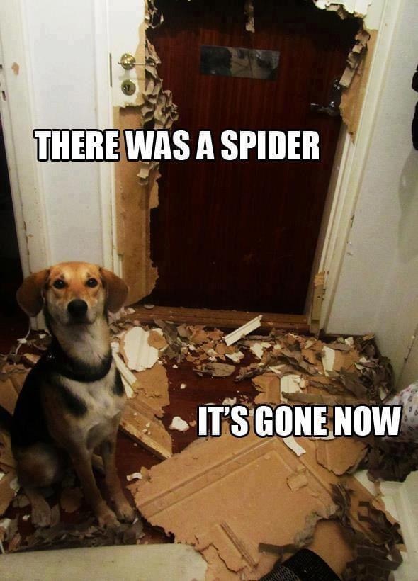 dog i got the spider - There Was A Spider It'S Gone Now