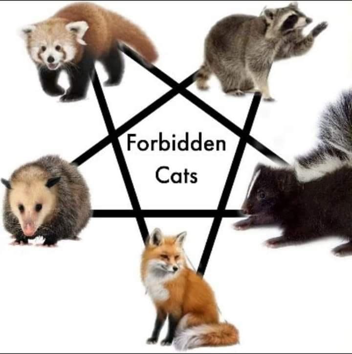 does the pentagram mean - Forbidden Cats