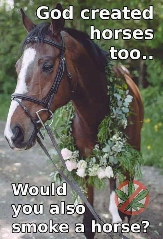 anti pot meme - God created horses too.. Would you also smoke a horse?