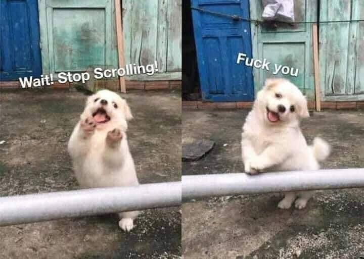 stop scrolling you are cute - Fuck you Wait! Stop Scrolling!