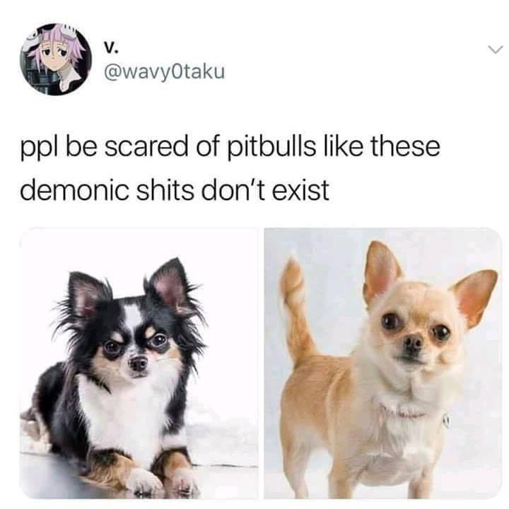 chihuahua demon meme - V. ppl be scared of pitbulls these demonic shits don't exist