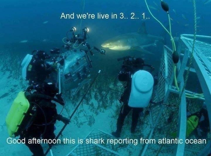 under the sea - And we're live in 3.. 2.. 1.. Good afternoon this is shark reporting from atlantic ocean