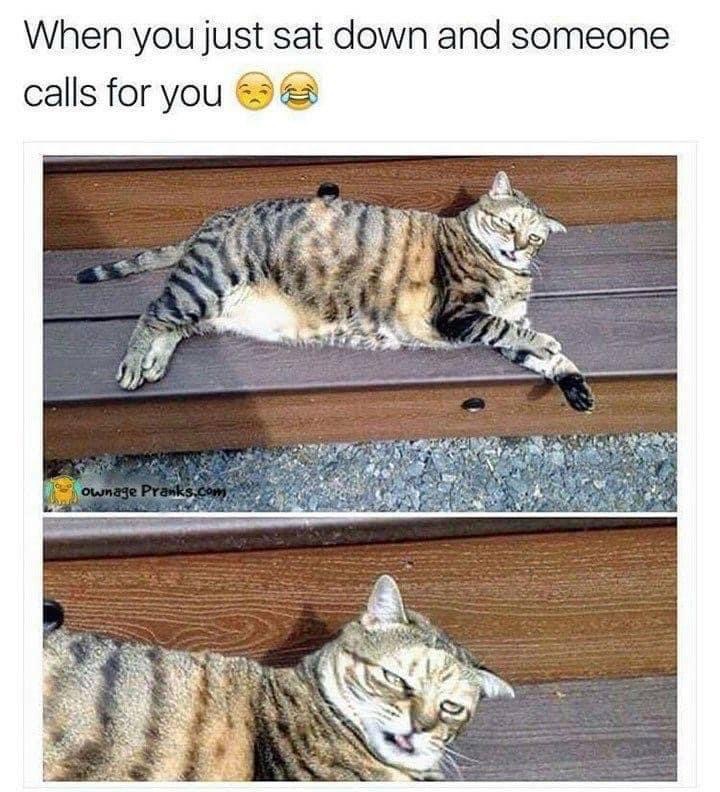 unphotogenic cat - When you just sat down and someone calls for you Y. Ownage Pranks.com