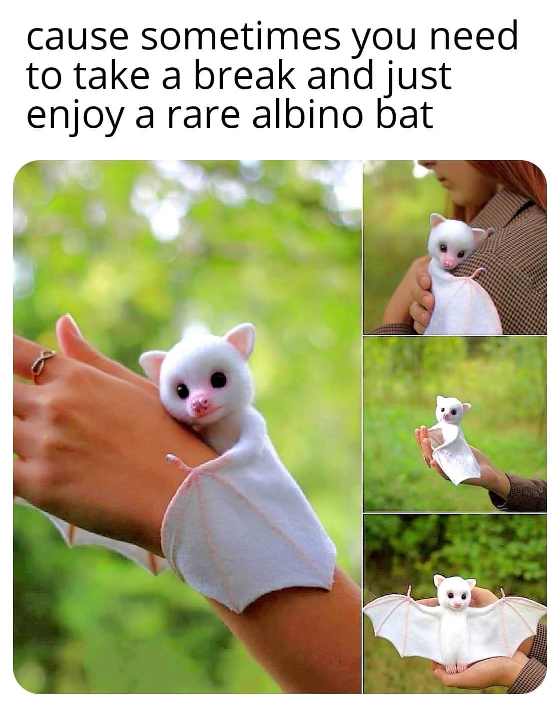covid bat memes - cause sometimes you need to take a break and just enjoy a rare albino bat