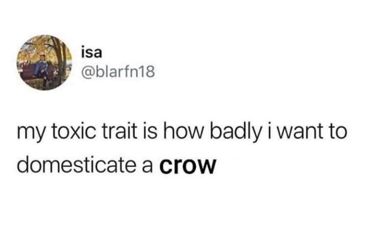 toxic trait domesticate raccoon - isa my toxic trait is how badly i want to domesticate a crow