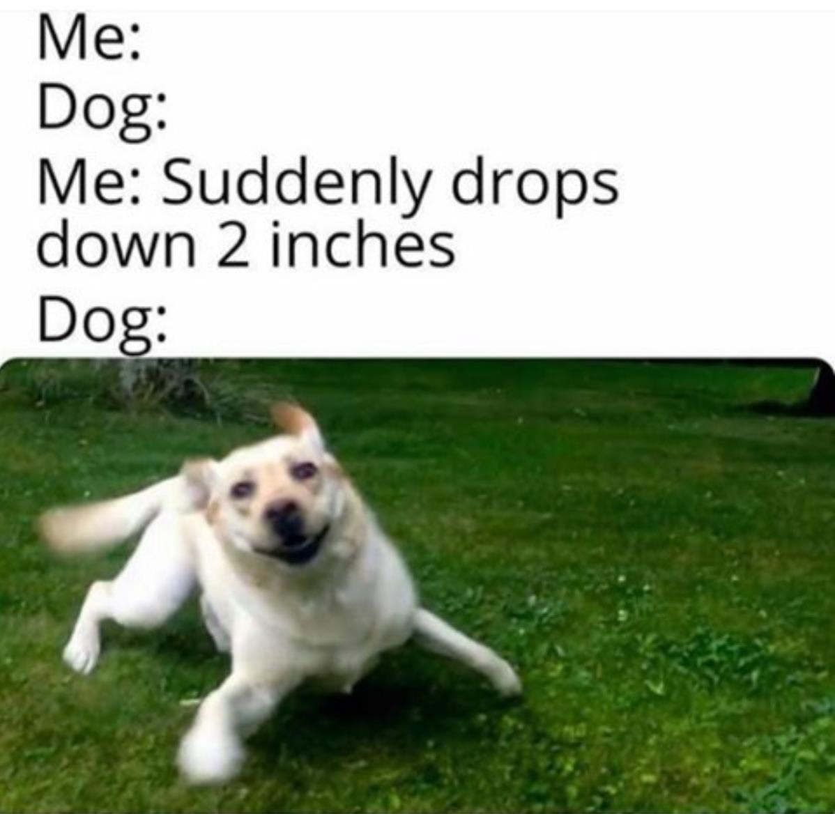 funny dog memes - Me Dog Me Suddenly drops down 2 inches Dog