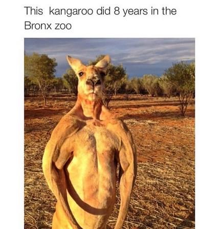 red kangaroo - This kangaroo did 8 years in the Bronx zoo