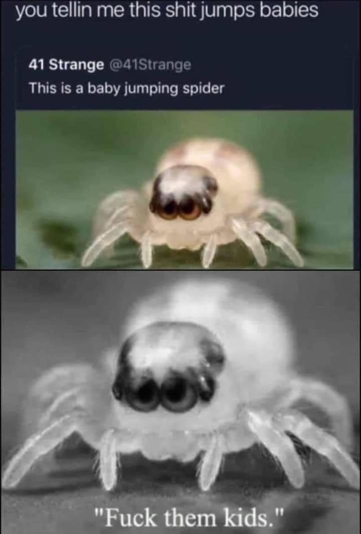 newborn animals - you tellin me this shit jumps babies 41 Strange This is a baby jumping spider "Fuck them kids."