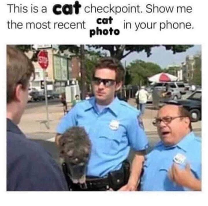 cat checkpoint - This is a cat checkpoint. Show me the most recent cat in your phone. photo